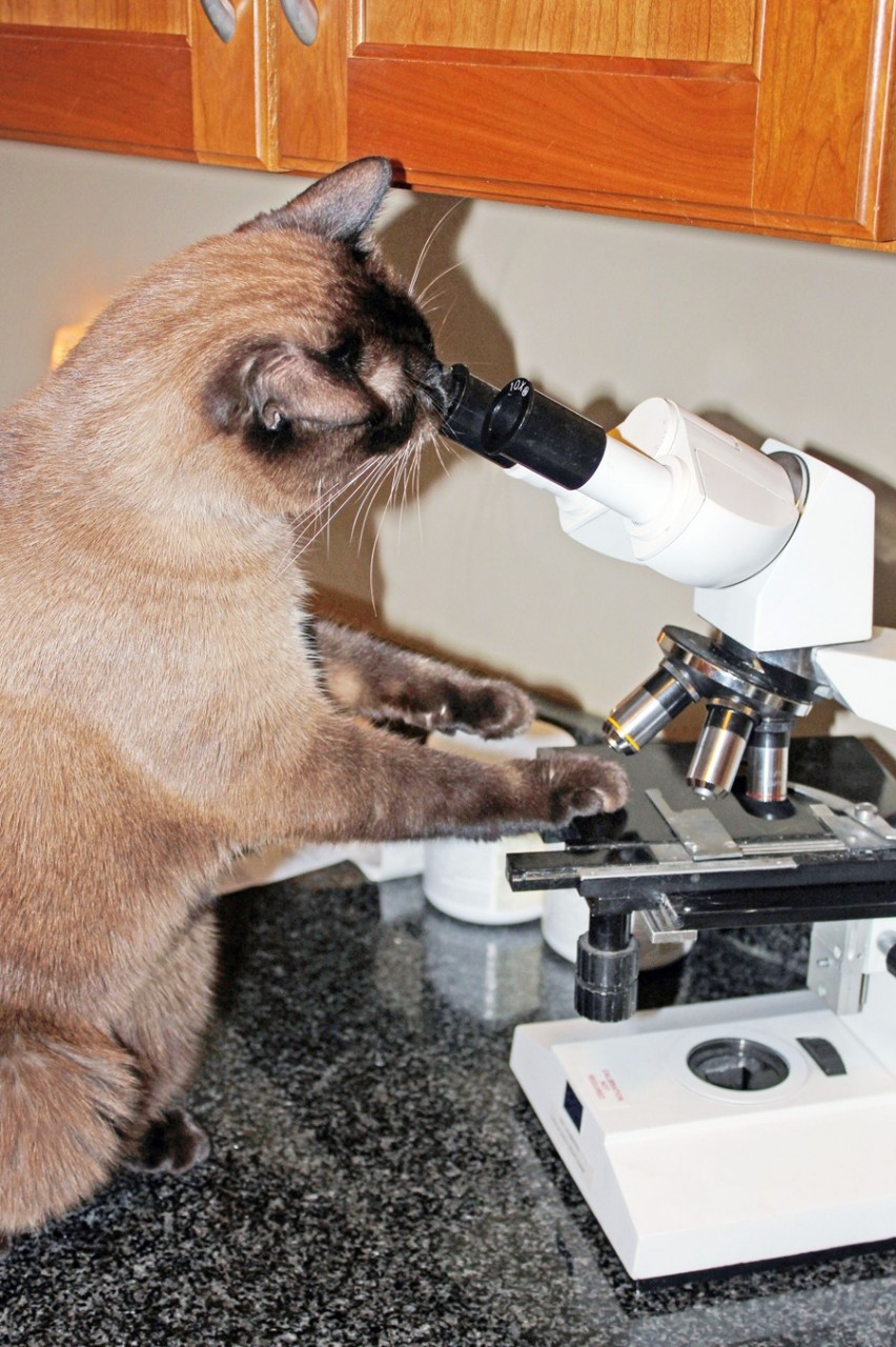 champy cat
